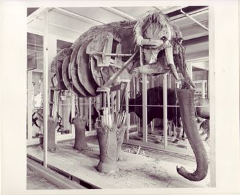 Media type: image;   Mammalogy 6321 Description: Image taken by MCZ Photographic Services during specimen's disassembly.;